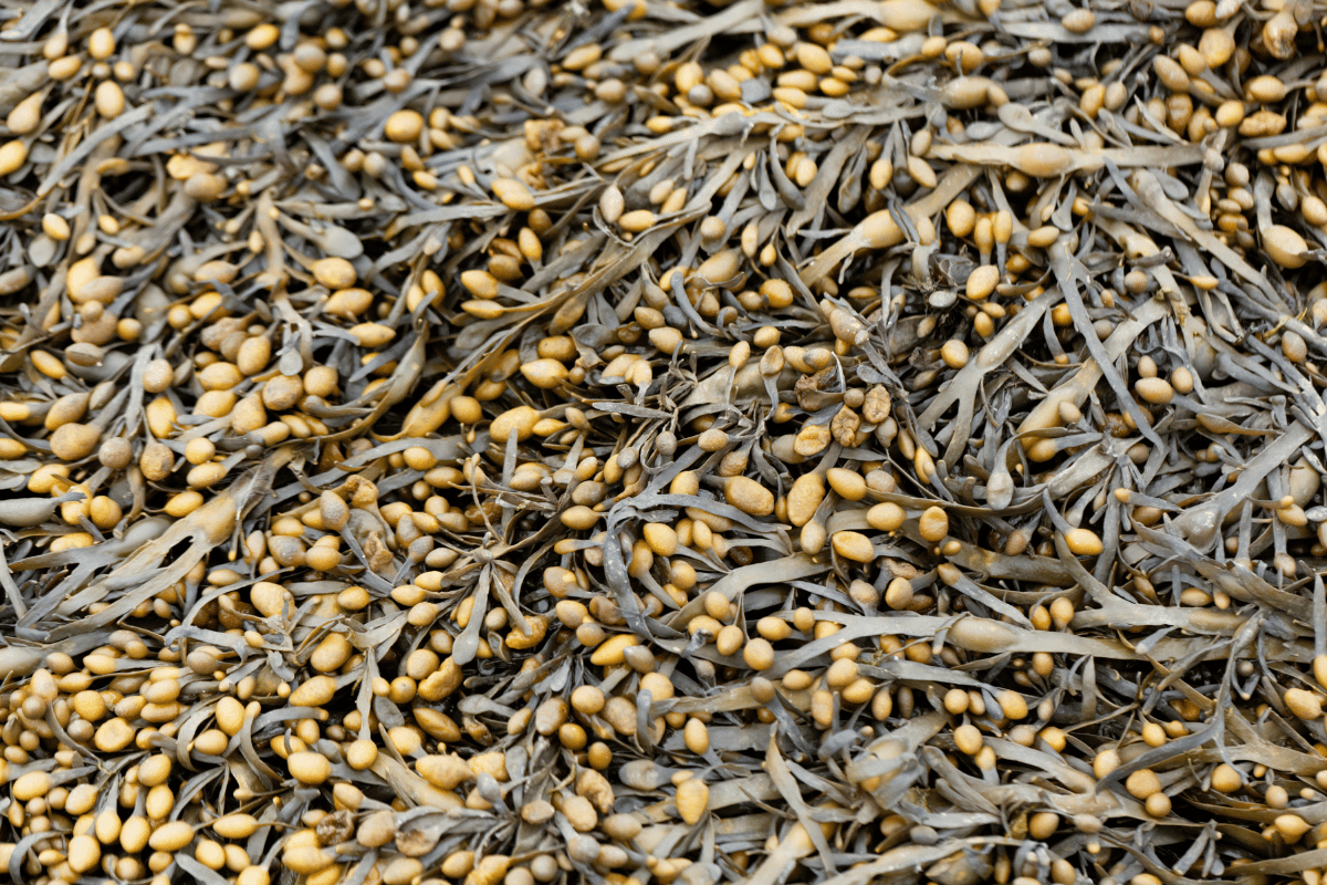 The brown seaweed Ascophyllum nodosum, the raw material of most seaweed biostimulants..png